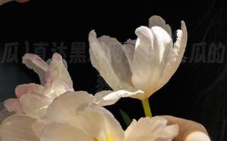 直达黑料网：91吃瓜的暴击时刻！